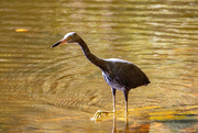 8th Nov 2021 - Little Blue Heron Searching the Waters!