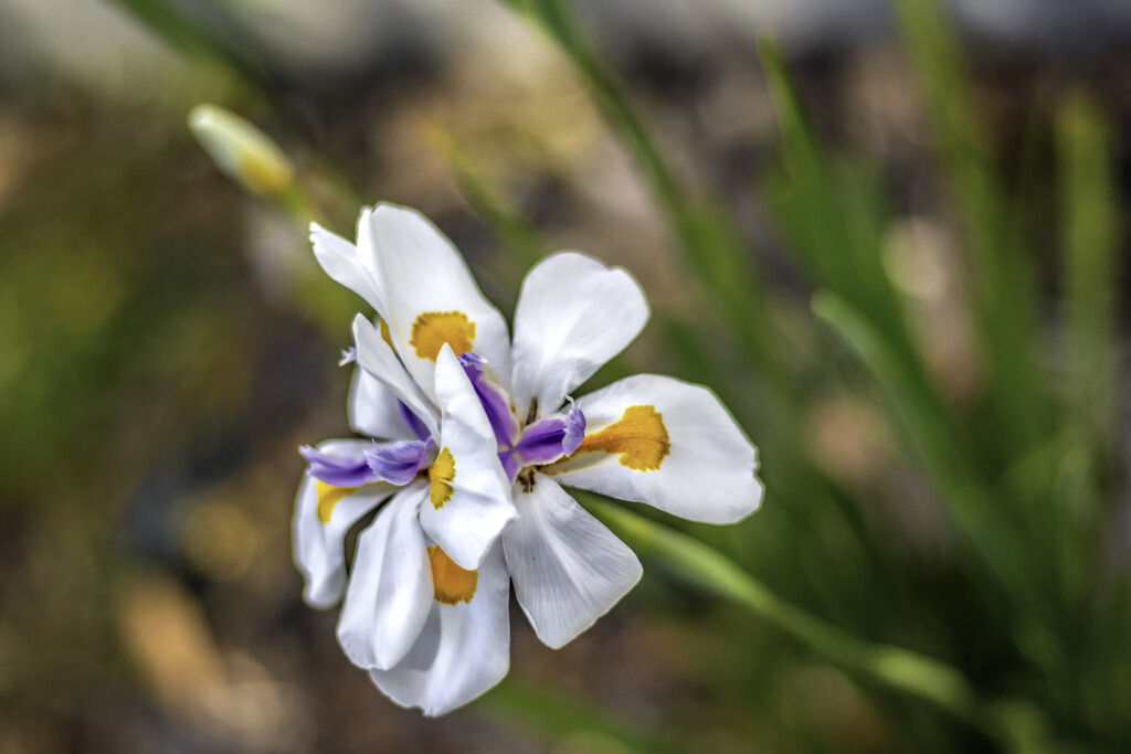 Another double Dietes by ludwigsdiana