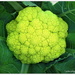 Broccoflower... by julzmaioro