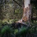Venerable gum tree by pusspup