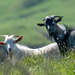 Wild Goats by yorkshirekiwi