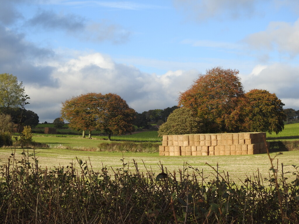 Country Scene near Ravenshead by oldjosh