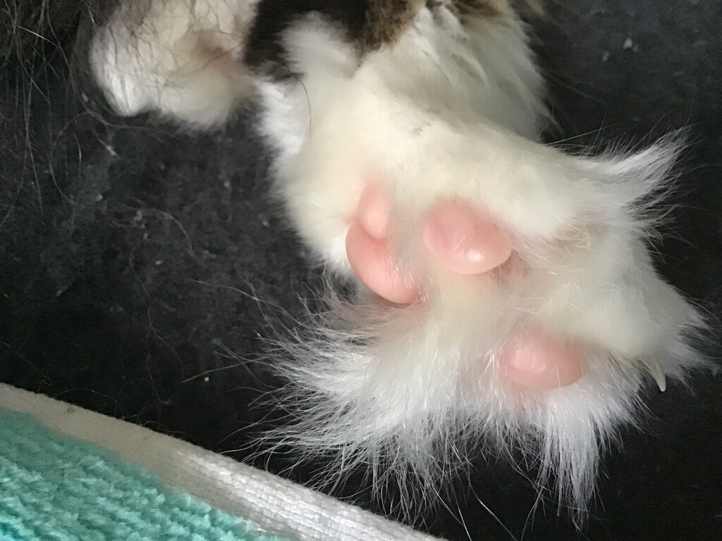 Toe beans by jab