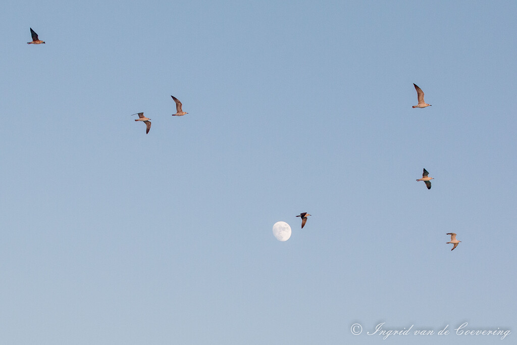 Moon and birds! by ingrid01