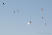 26th Oct 2021 - Moon and birds!
