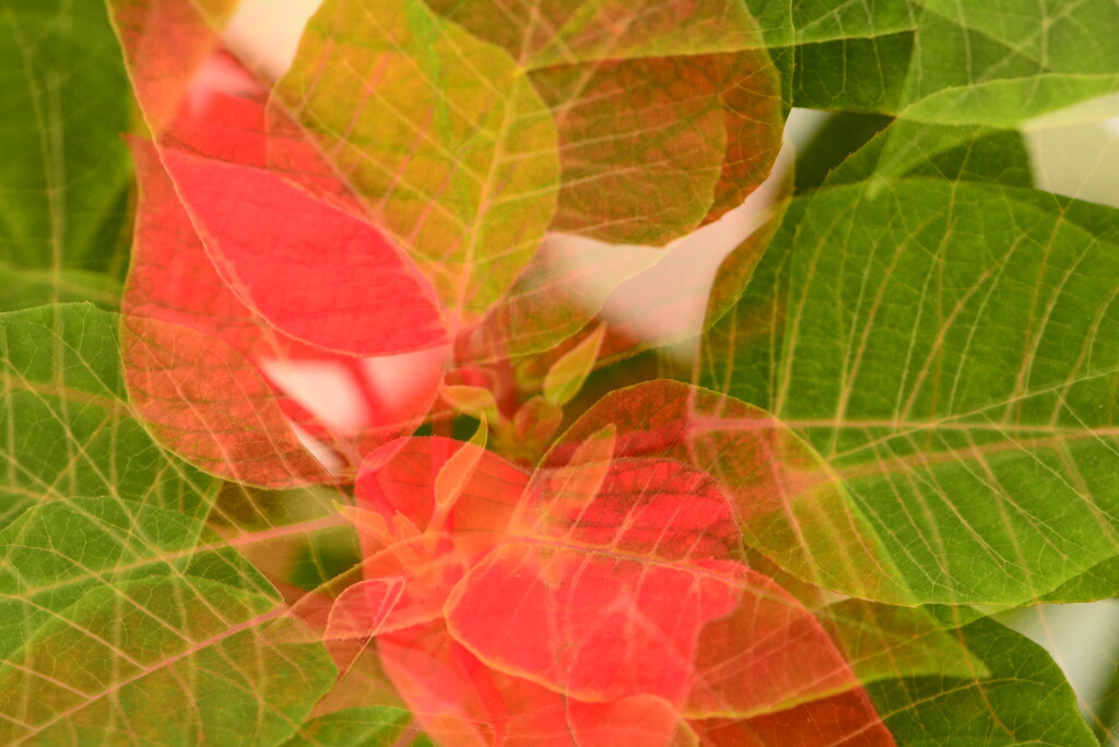 Poinsettia leaves.... by ziggy77
