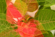 9th Nov 2021 - Poinsettia leaves....