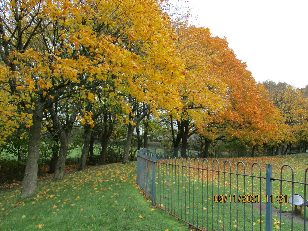 Golden leaves in Cut Wood Park. Rishton. by grace55
