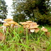 Fungal Jungle by davemockford