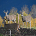 Whitetail Deer by bjywamer
