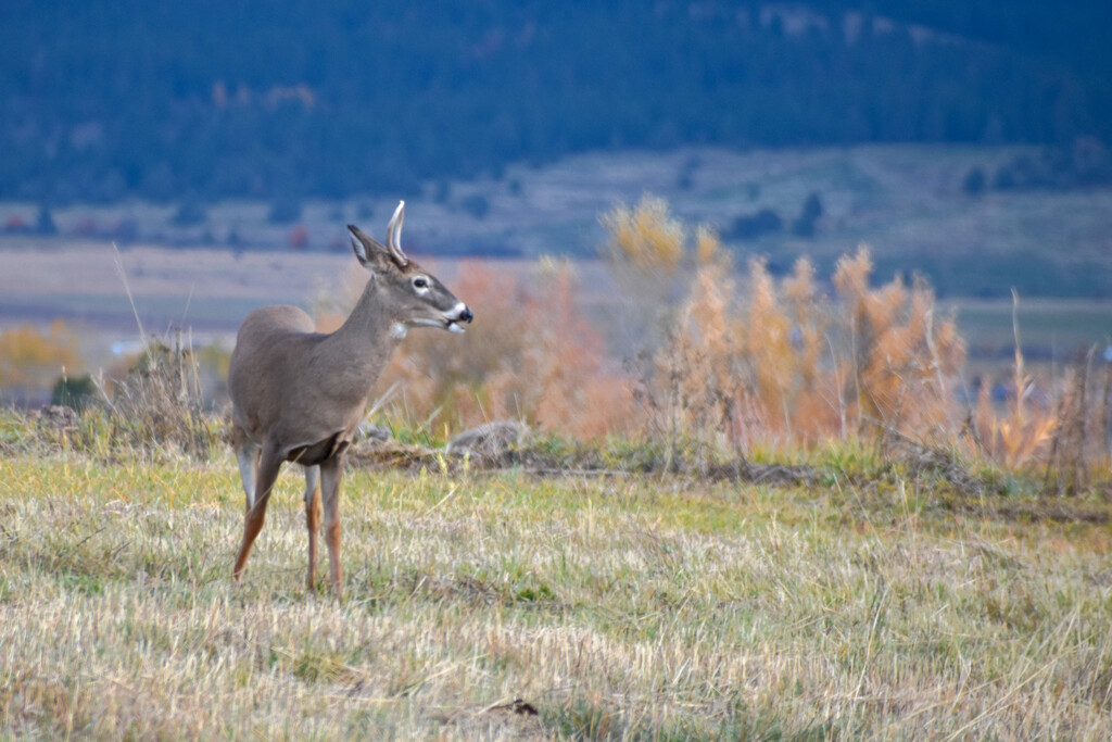 Spike Whitetail by bjywamer
