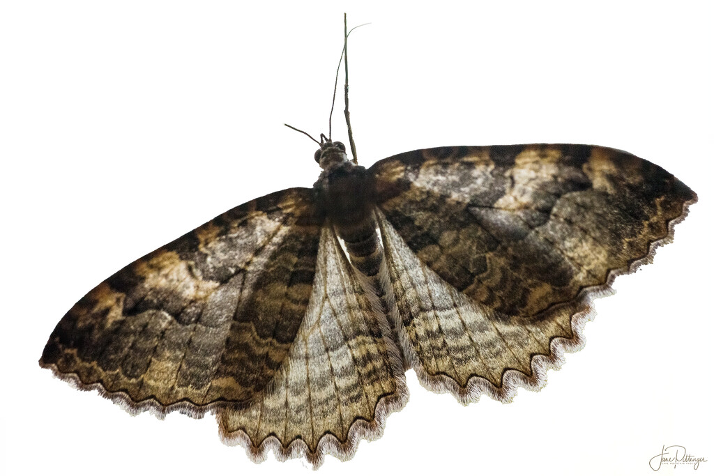Moth by jgpittenger