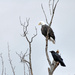 Bald Eagle and Crow by bjywamer