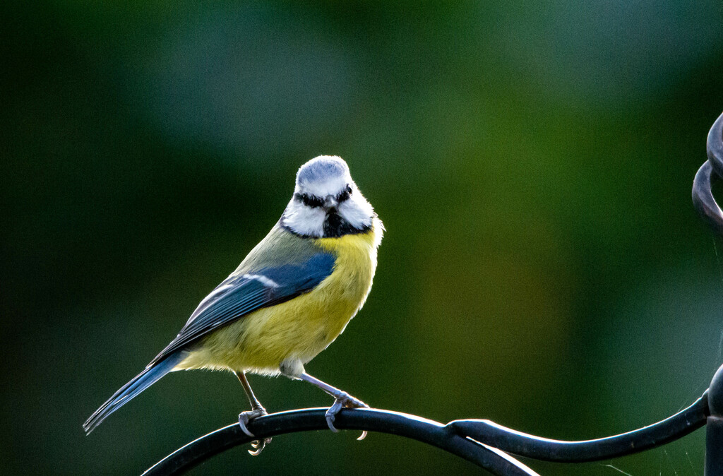 Blue tit in the garden by stevejacob