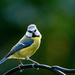 Blue tit in the garden by stevejacob