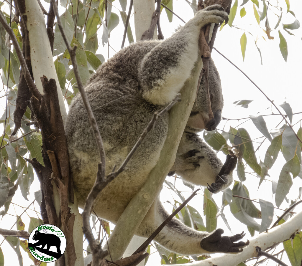 hanging loose by koalagardens