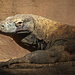Komodo Dragon by terryliv