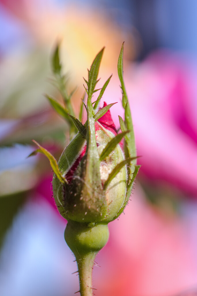 rose bud by aecasey