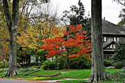 9th Nov 2021 - Fall Color in the Neighborhood
