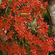10th Nov 2021 -   Beautiful New South Wales Christmas Bush ~  