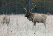 9th Nov 2021 - LHG_1305_ Elk in the field 