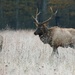 LHG_1305_ Elk in the field  by rontu