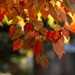Autumn Splendor by lynnz