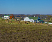 9th Nov 2021 - Amish Farm Scene
