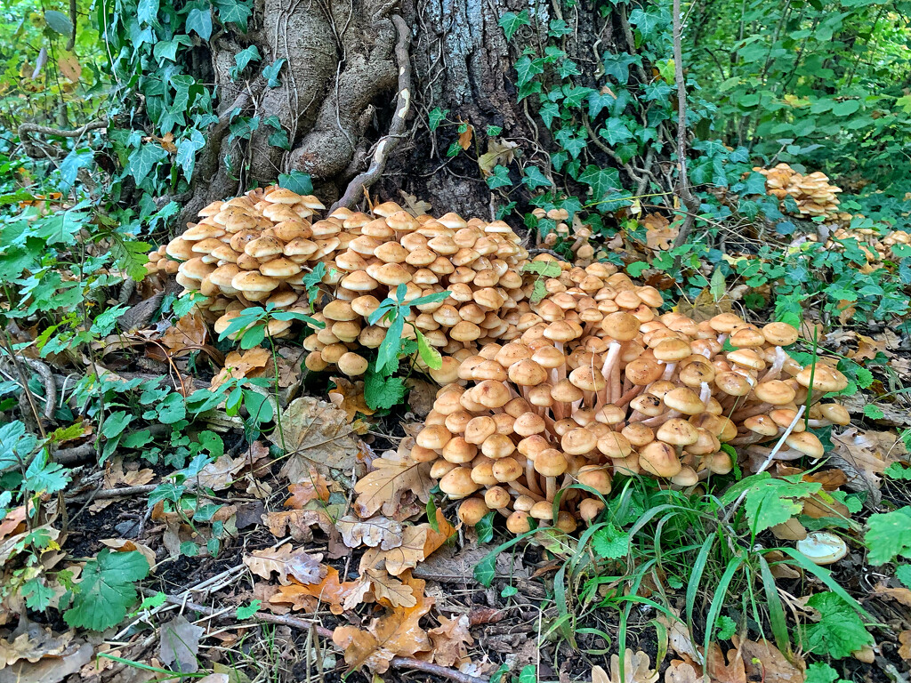 Mushrooms gang.  by cocobella