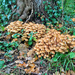 Mushrooms gang.  by cocobella