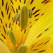 Peruvian Lily by gaf005