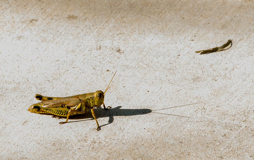 Grasshopper by dkellogg