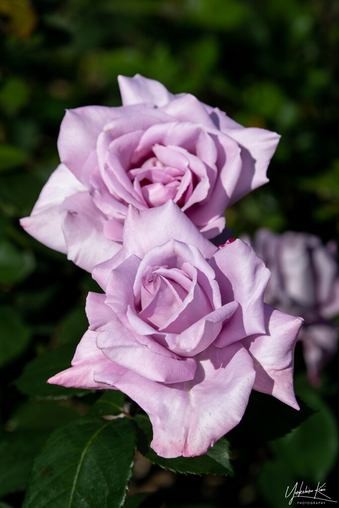Lavender Rose? by yorkshirekiwi