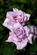 10th Nov 2021 - Lavender Rose?