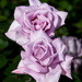 Lavender Rose? by yorkshirekiwi