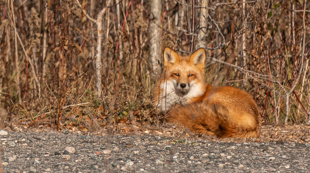 Red Fox  by radiogirl