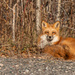 Red Fox  by radiogirl
