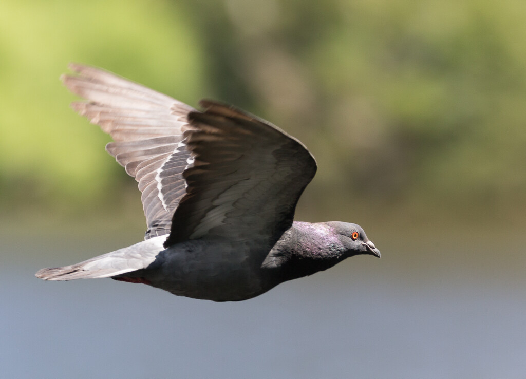Managed to get a pigeon in flight! by creative_shots