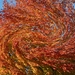 Autumn leaves 2 by larrysphotos