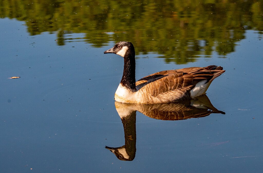 Goose and Reflection! by rickster549