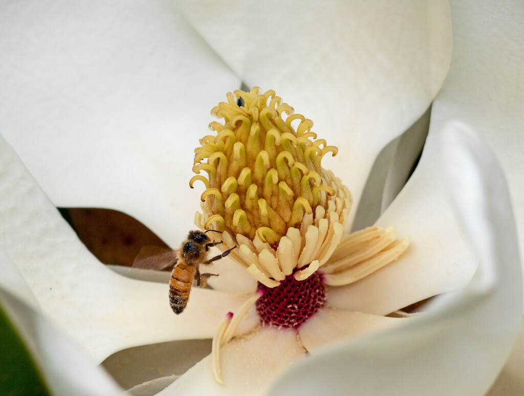 ­White flower with bee by ianjb21