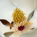 ­White flower with bee by ianjb21