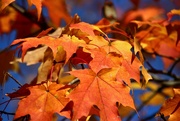 4th Nov 2021 - Changing Leaves