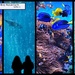 Monterey Bay Aquarium by madamelucy
