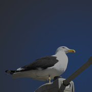 7th Nov 2021 - Seagull