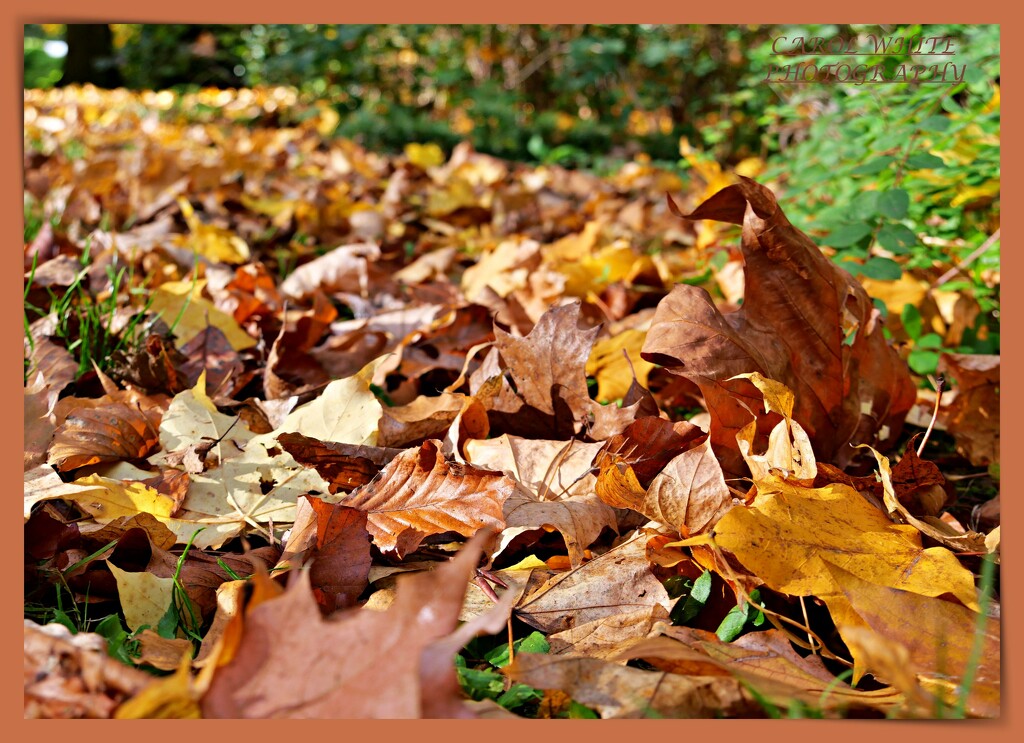 Autumn Carpet by carolmw