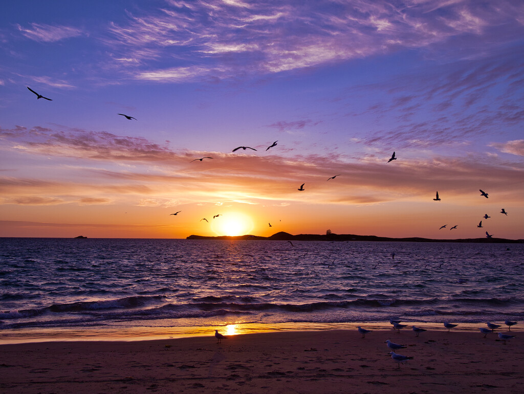 Seagulls At Sunset_B105011 by merrelyn