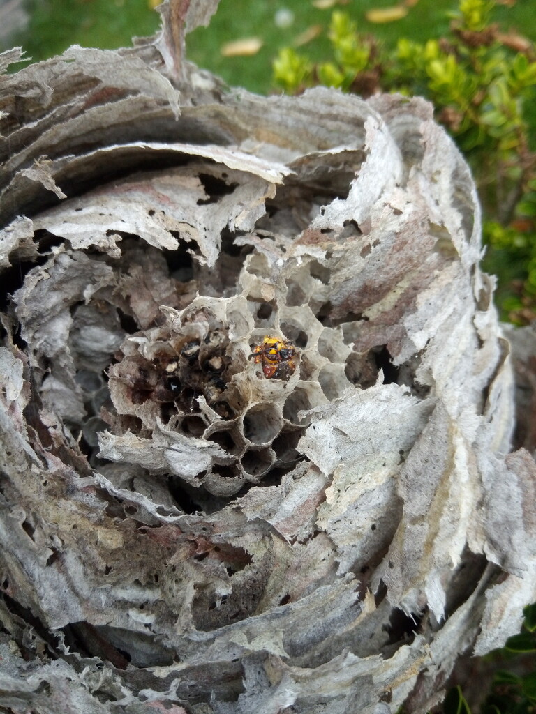 Autumn.. wasps nest by 365projectorgjoworboys