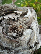 12th Nov 2021 - Autumn.. wasps nest