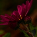 Chrysanthemum....... by ziggy77